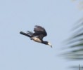 /album/photogallery/pied-hornbill-in-flight-jpg/